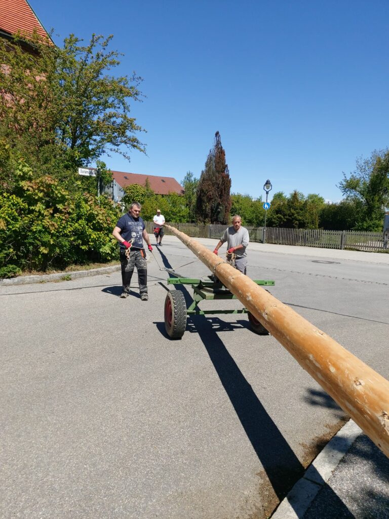 Maibaum aufstellen
